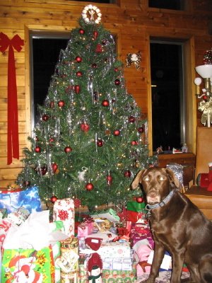 Christmas Tree and Huuna, my sister's dog.