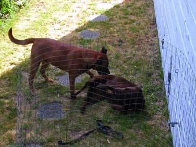 Huuna and the abandoned dog