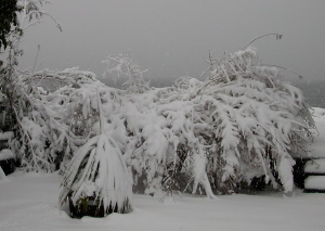 Another Butterfly bush covered in snow