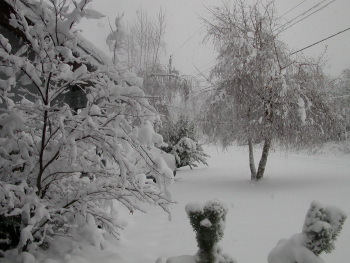 Front yard under a cover of snow