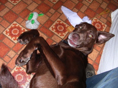 Huuna being silly on the floor playing