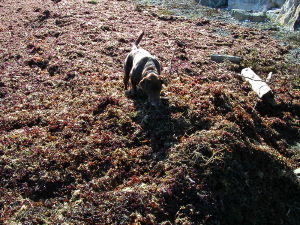 Huuna in a mountain of seaweed