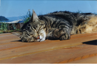 Fred on the deck