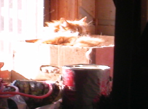 Hobbs sleeping in Fred's box in the sunlight