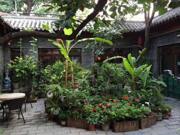Garden in courtyard at Red Lantern Guesthouse