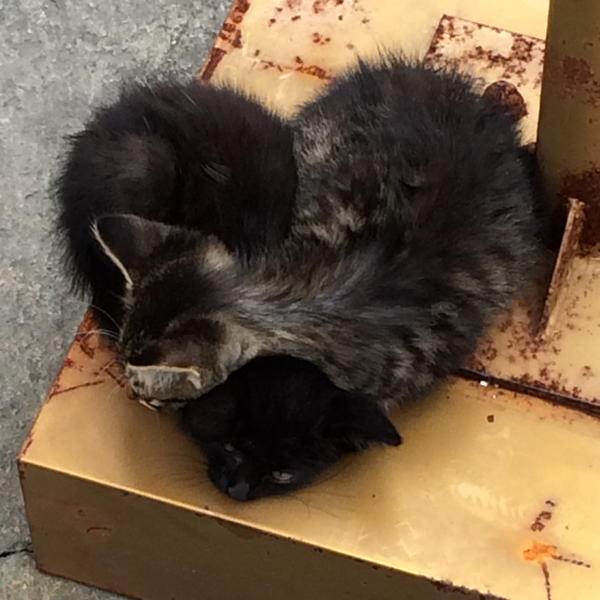 Heart Shaped Kittens found in Buddhist Temple