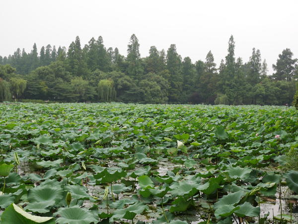 Lotus Pond near West Lake