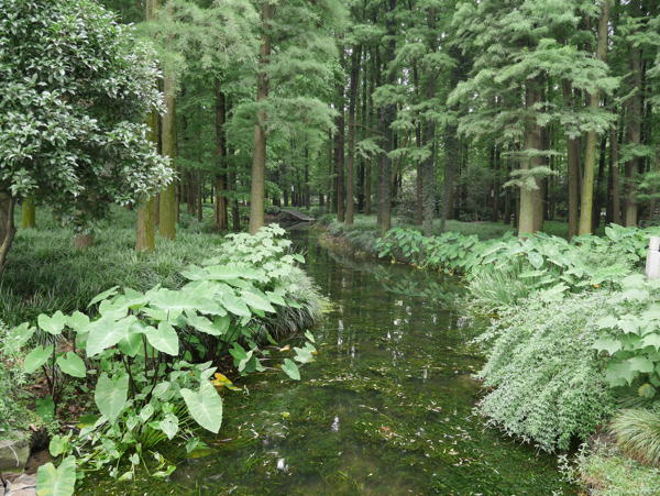 Stream beside West Lake