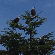 Eagles in a tree in Deep Bay
