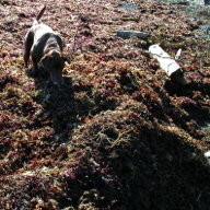 Seaweed and Dog