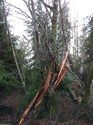 Tree broken by the wind