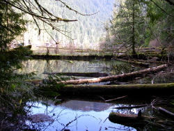 Cathedral Grove Provincial Park