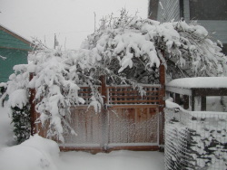 Collapsed Butterfly Bush