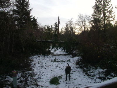 A fallen tree