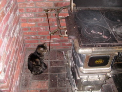 Our cat warming by the stove