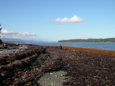 Huuna running in the seaweed