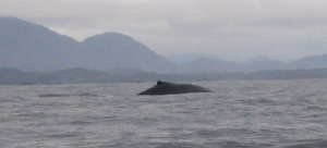 A Humpback Whale