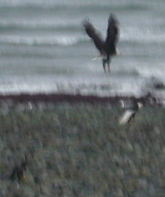 Three more eagles on our beach