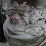Snow Covered Flowers